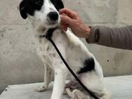 Sußee Terrier Mix, 6 Monate - Kappeln (Schleswig-Holstein)