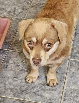 Kleine Sissi sucht Kuschelkörbchen - Leonberg (Baden-Württemberg)