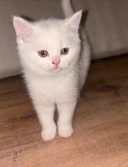 Bkh kitten - Düsseldorf