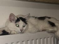 Kater zu verkaufen - München