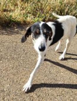 Debi - junge, liebe Frohnatur - Freudenstadt