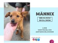 Männix❤️- freundlicher, geselliger Rüde - Rambin