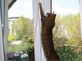 Kippfensterschutz für Katzen von austmetall, OHNE BOHREN OHNE KLEBEN - System 4 in 42781