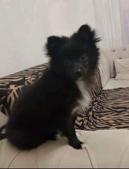 Hund Pomerainan - Butzbach (Friedrich-Ludwig-Weidig-Stadt)