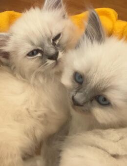 Reinrassige heilige Birma Kitten Katze und Kater 14Wochen alt - Köln