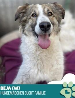 Beja- möchte eeendlich ein Zuhause - Nürnberg