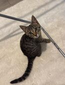 Verspielte liebevolles weibliches kitten abzugeben. 6 Monate alt . in 87600