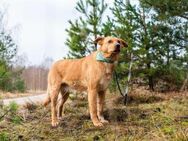 Verschmuste Margo sucht ruhiges Zuhause - Duisburg