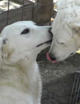 Akác wunderschöne Hundedame - Süderbrarup