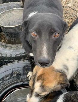 Yahiko, träumt von einer Chance - Celle