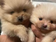 Pomeranian Zwergspitz Welpen suchen liebevolles Zuhause - Saarlouis Zentrum