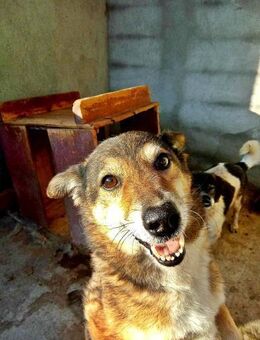 Leni sucht einen Gnadenplatz - Bonndorf (Schwarzwald)