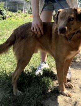 Jack - sucht dringend ein Zuhause! - Köln