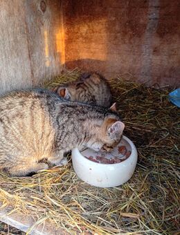 Zwei süßeTiger-Kätzchen abzugeben - Böbing