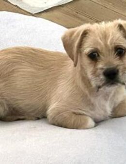 Welpenbub Pepsi 💛 - Laufen