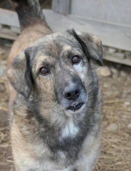 Senior BEGHEI sucht sein Happy End - Kallmünz