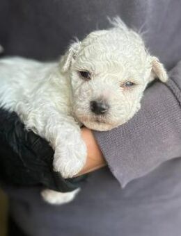 Lieber Welpe 20 M - Kallmünz