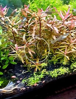 Kleine Cognacpflanze, Aquariumpflanze, Versand/ Abholung - Mechernich