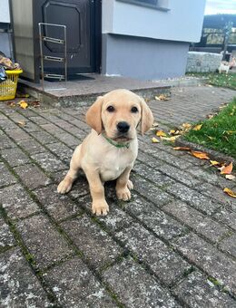 Labrador Welpen - Neustrelitz