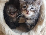 Maine coon Mix Kitten - Bous