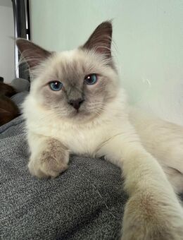 Ragdoll Kater zu verkaufen - Taufkirchen (Landkreis München)