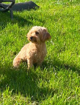 Maltipoo 2 Jahre - Altenstadt (Hessen)