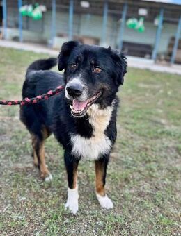Jack(2), sucht einen Gnadenplatz - Bonndorf (Schwarzwald)