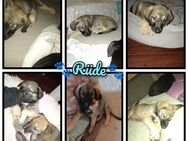 Gismo, Faye und Shadow suchen ein liebevolles zu Hause! - Bremen