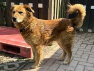 Traumhund für ältere Menschen - Greifswald