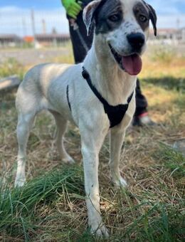 Süße Lexa sucht ihr Zuhause - Enger (Widukindstadt)