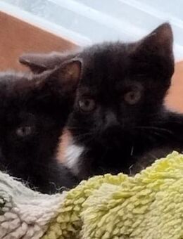 Katzen / Kitten abzugeben - Ilmenau