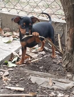 Zwergpinscher Welpen - Frankfurt (Main) Oberrad