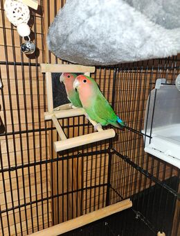 Rosenköpfchen + xxL RollVogelkäfig + kleiner Vogel Käfig - Moers