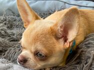 Lilac sable Kurzhaar Chihuahua - Aachen