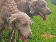 Langhaar-Weimaraner Wurfankündugung - Wachtberg