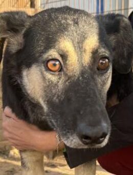 Kauri-dringend zu Hause gesucht! - Rösrath