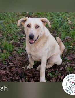 Elijah: Bester Freund gesucht - Kirchzell