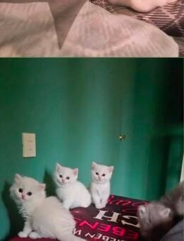 🐾 4 liebevolle Kitten suchen ein neues Zuhause 🏡 - Holzkirchen (Regierungsbezirk Oberbayern)