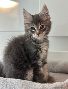 Maine Coon Kitten suchen ein Zuhause - Reutlingen