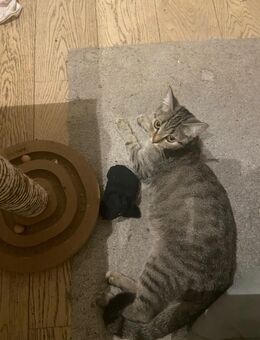 Süße Kätzin EKH zu verkaufen - Berlin Friedrichshain-Kreuzberg