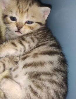 BKH Kitten - Lahr (Schwarzwald)
