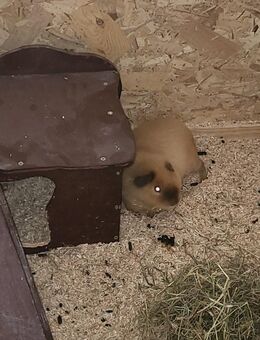 3 US Teddy Meerschweinchen suchen - Stahnsdorf