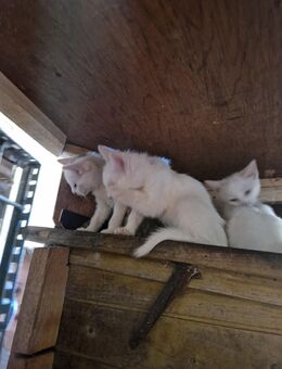 Katzenbabys abzugeben - Weidingen