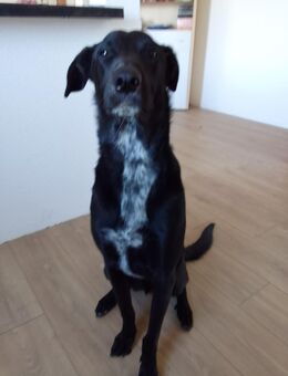 Malinois zu verkaufen - Greiz