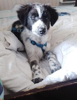 🐾❤️ Marin sucht sein Für-immer-Zuhause - Ludwigshafen (Rhein)