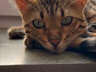 Reinrassiger Bengal-Kater - Mainz