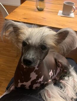 Chinesischer Schopfhund (HL), Rüde, unkastriert, *9.2.2021 - Dresden