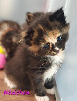 Maine coon Kitten - Pirmasens Zentrum