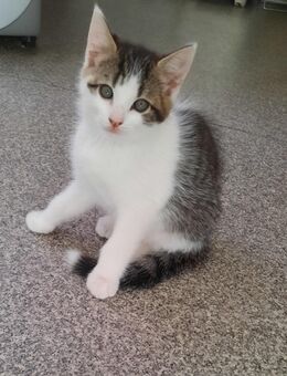 3 Babykatzen suchen liebevolles zu Hause - Burglengenfeld