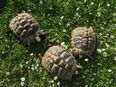 Landschildkröten in 97511